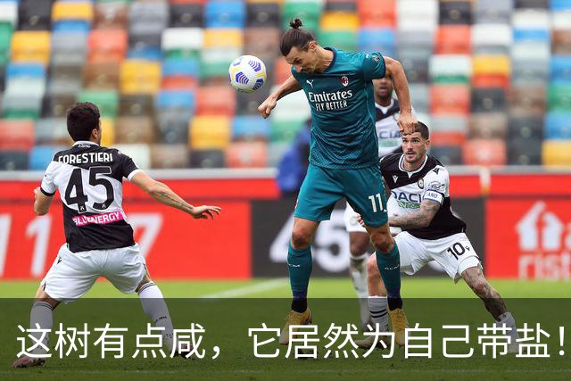 这树有点咸，它居然为自己带盐！古人没盐了就找这种树救急！